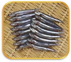 きびなご（ばら凍結）.jpg